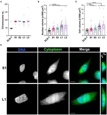 Spindle Architectural Features Must Be Considered Along With Cell Size to Explain the Timing of Mitotic Checkpoint Silencing